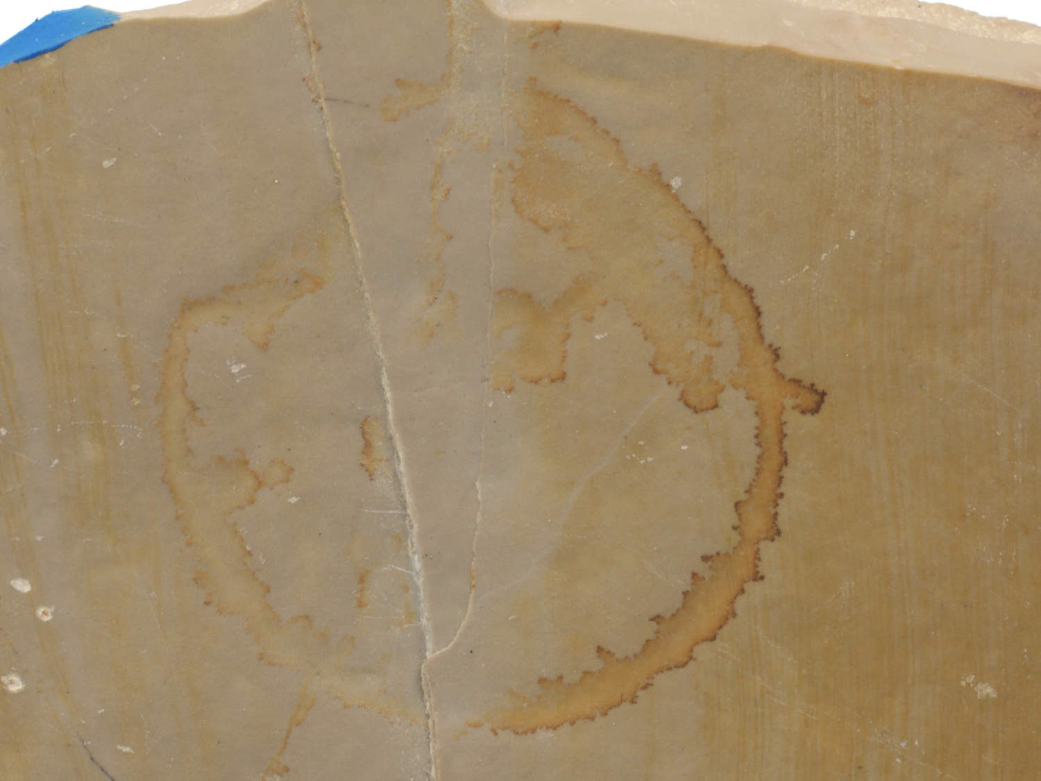 Calcaire lithographique à ichnofossile Empreinte de méduse sur un calcaire micritique Jura  Cerin Carrière de Cerin